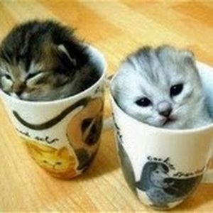 Meet your Posher, Brandy